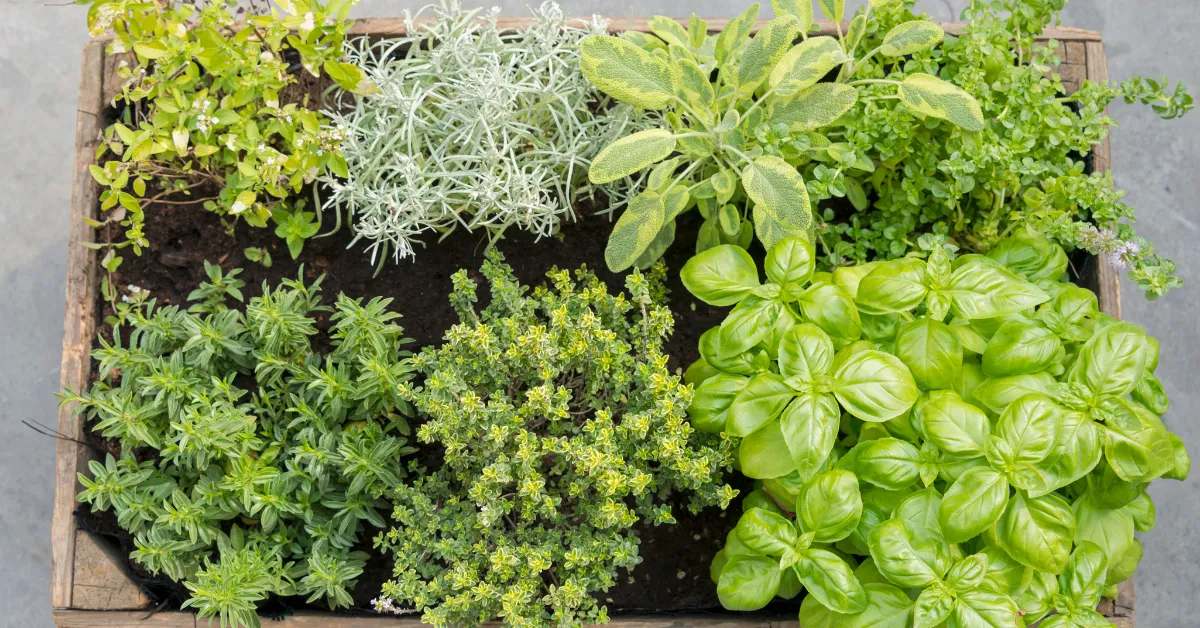 Herb Garden