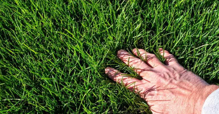 Organic Spring Lawn Prep